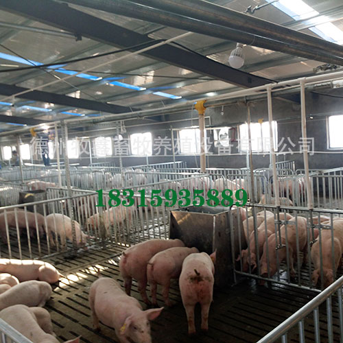 如何确定养殖料线的输送速度？