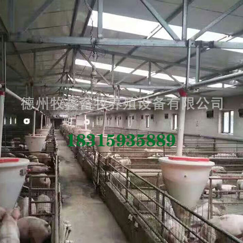 养猪设备自动料线大幅降本：减少人工与饲料浪费